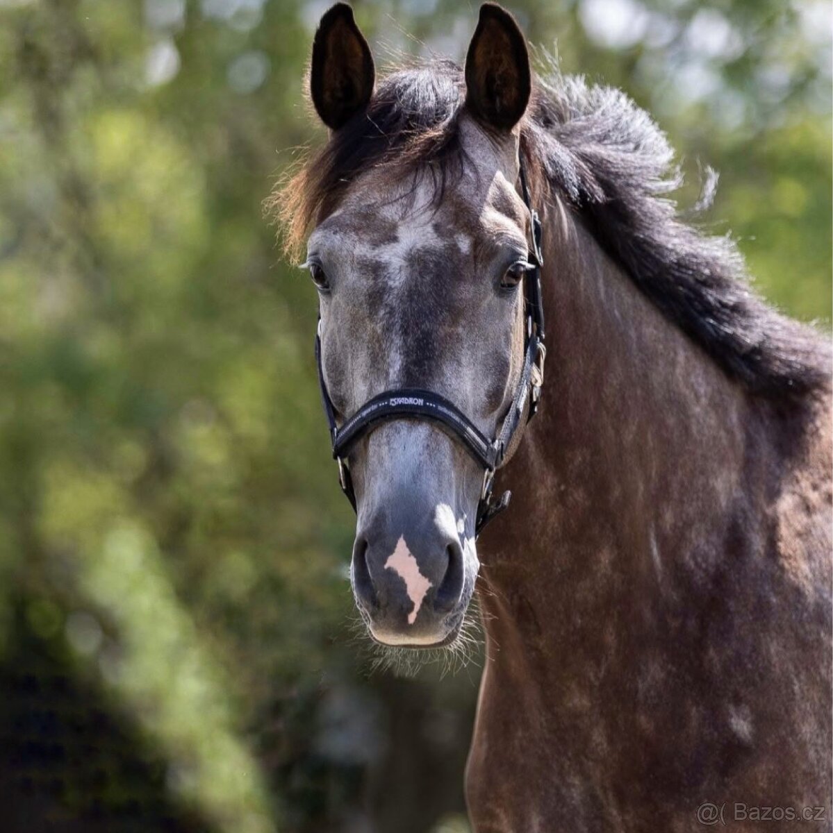 westfalsky valach - 3