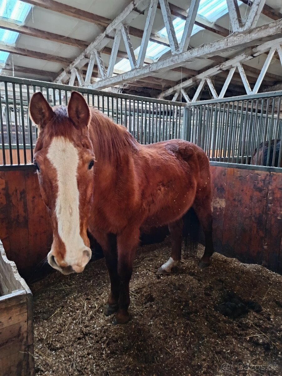 Prodám dva staré koně - 3