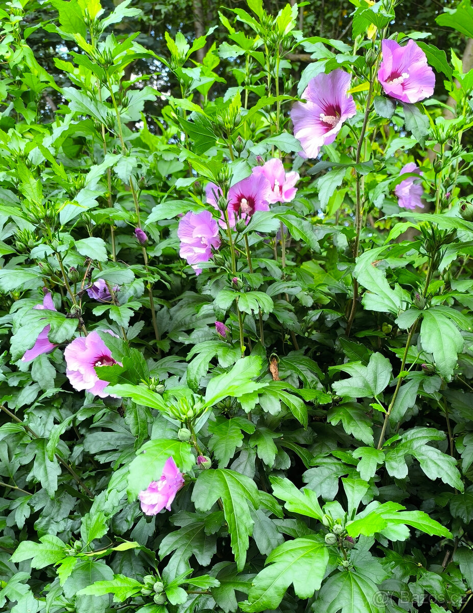 IBIŠEK VENKOVNÍ SAZENICE - 3