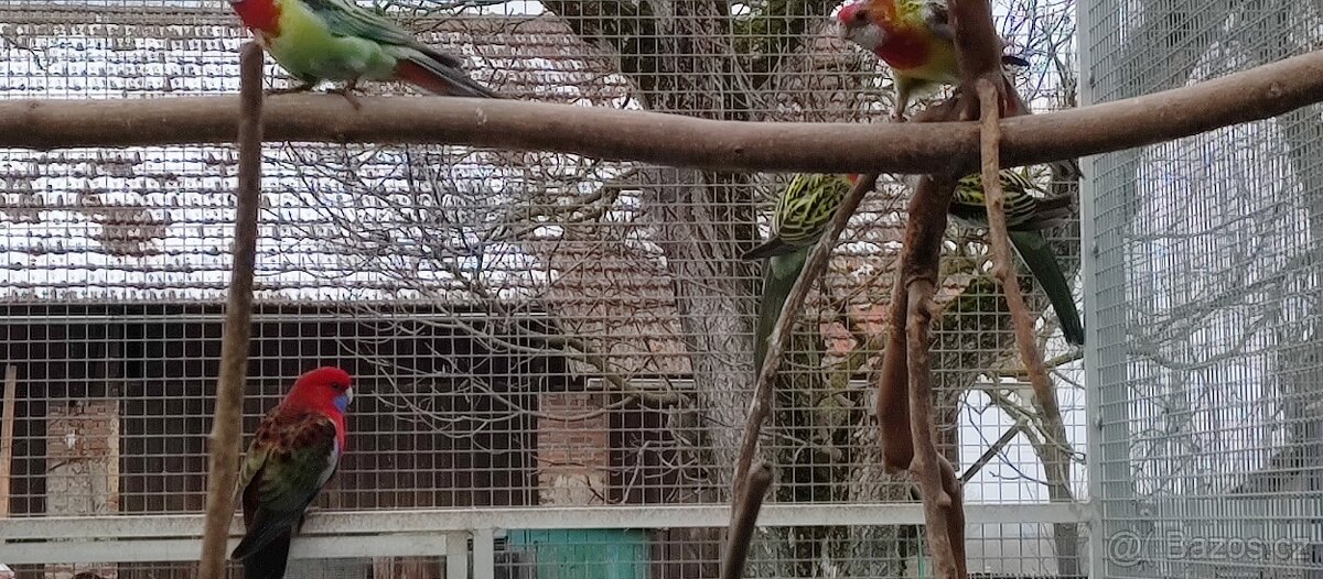 Rosela pestrá 1.4 - 3