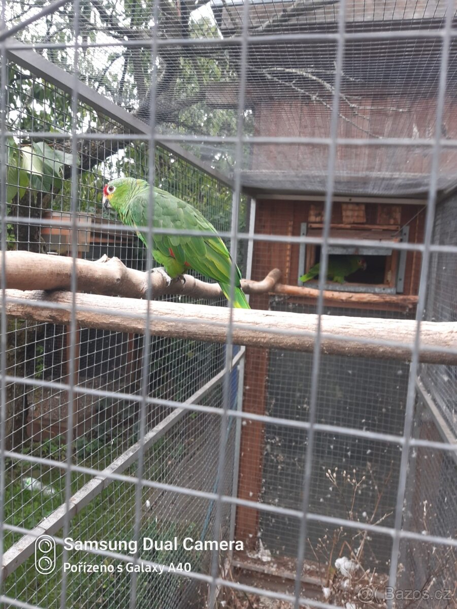 Amazonan zlutolici - 3