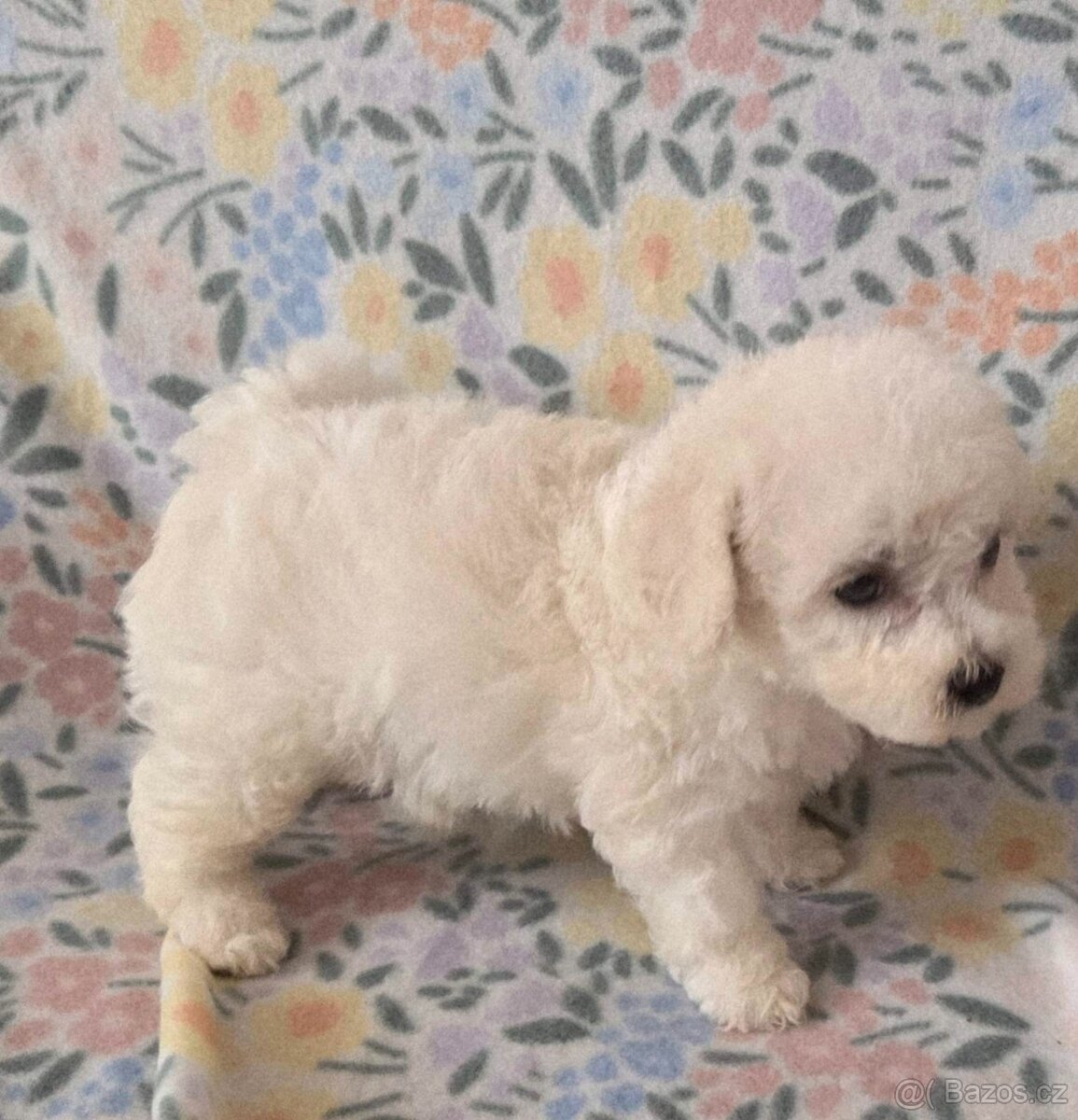 Bišonek frisé s Pp - 3