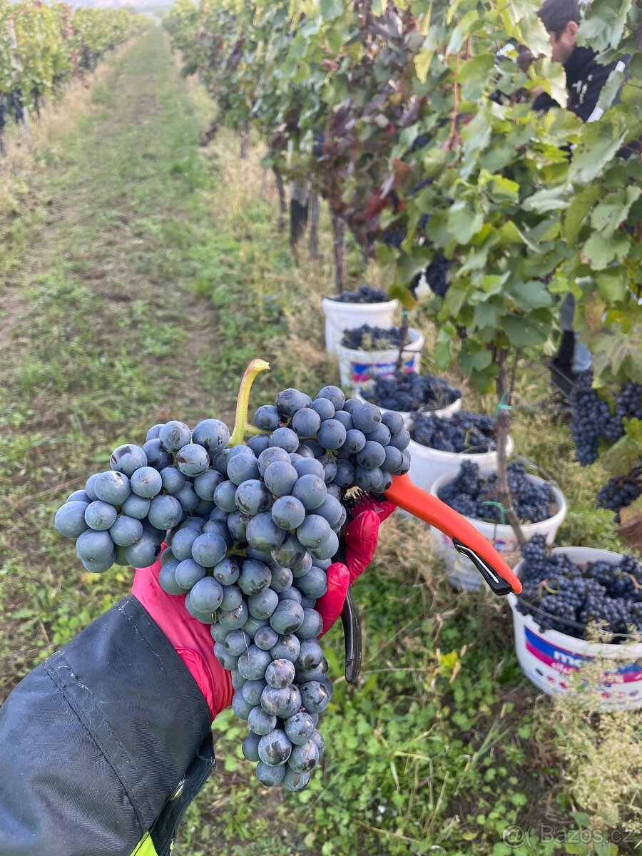 Hrozny bílé, modré - 3