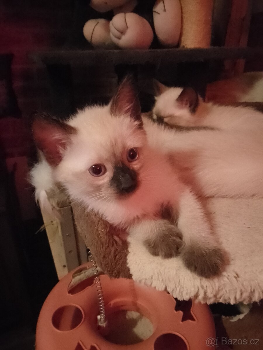 Thajská kočka Siamská - 3