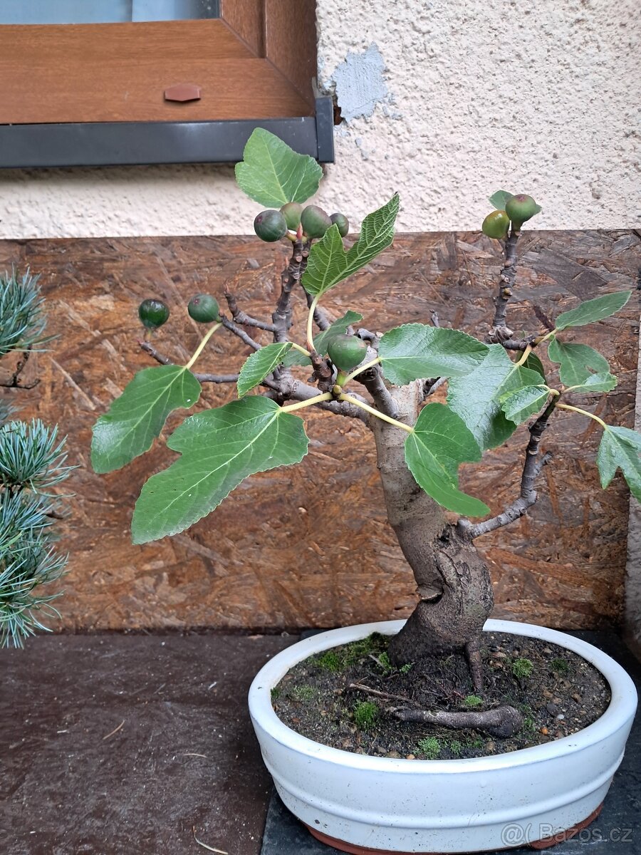 Bonsaj,bonsai Smokvoň - 3