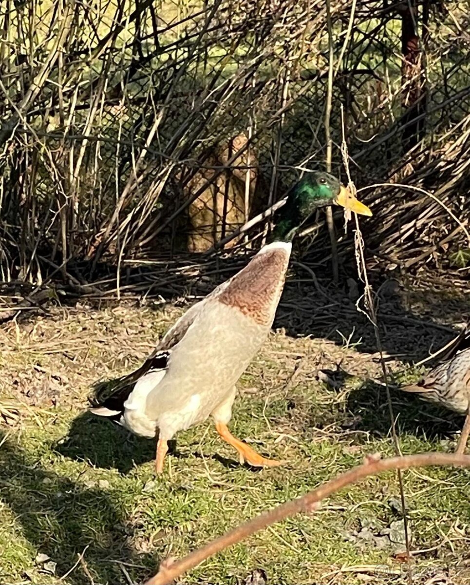 Indický běžec - kačeři - 3