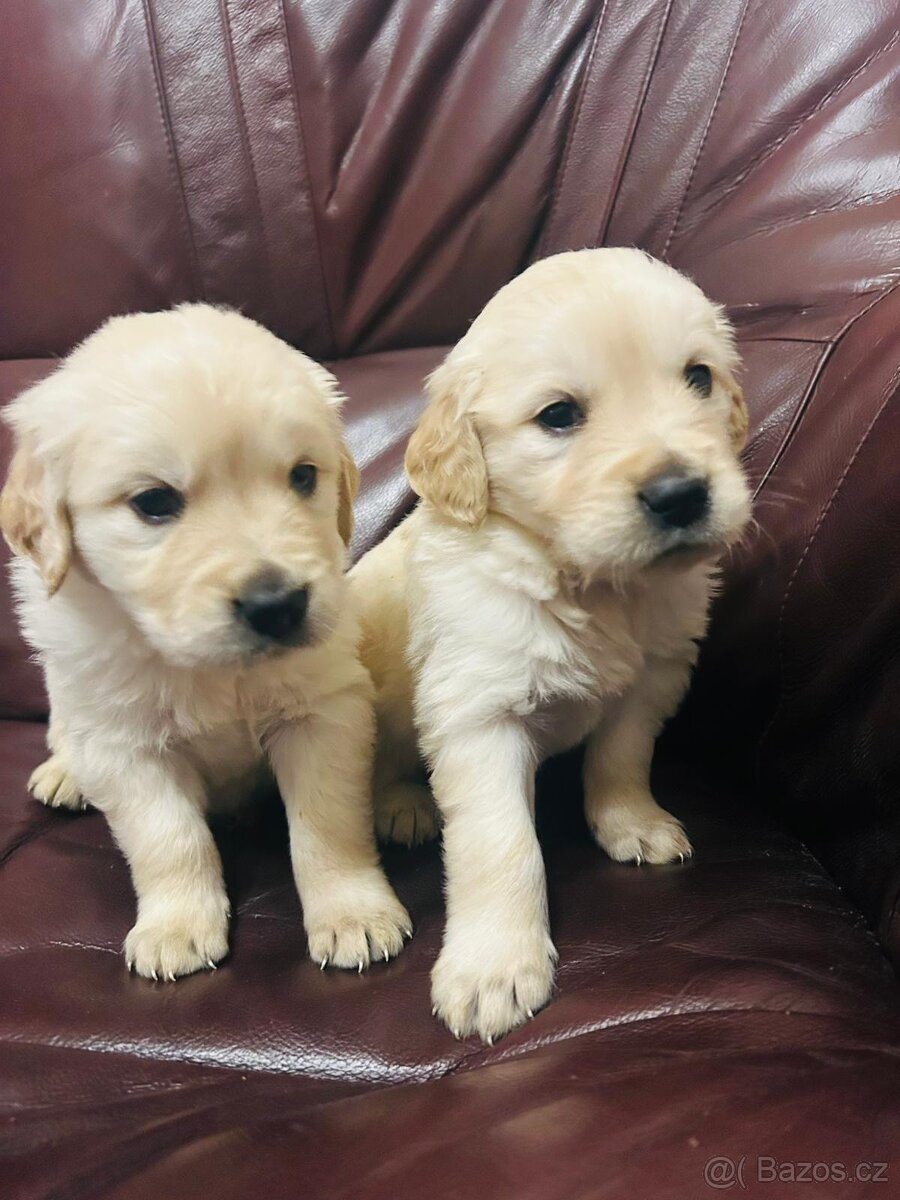 Zlatý retrívr bez PP - 3