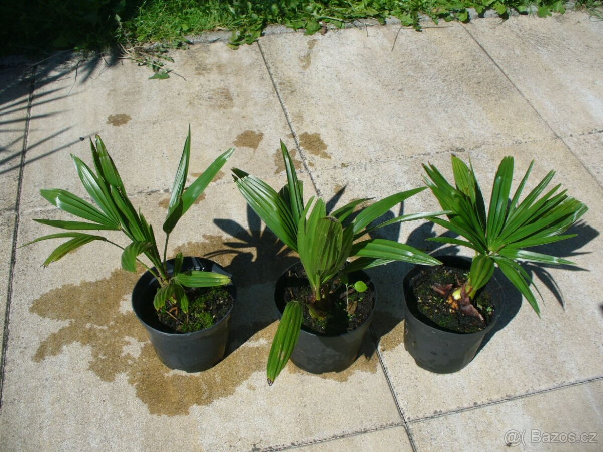 Palma konopná 25cm - 3