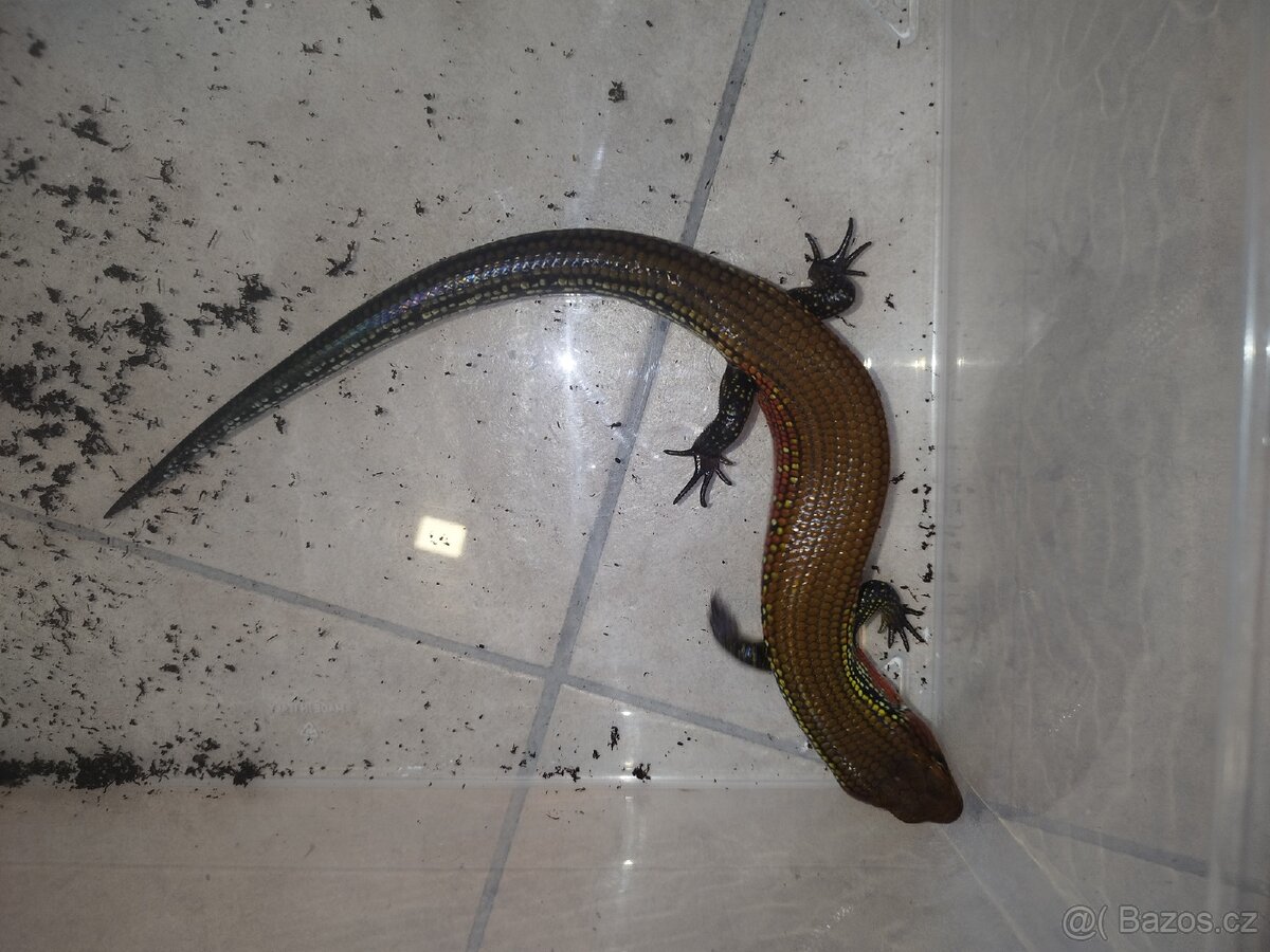 Scink ohnivý - 3
