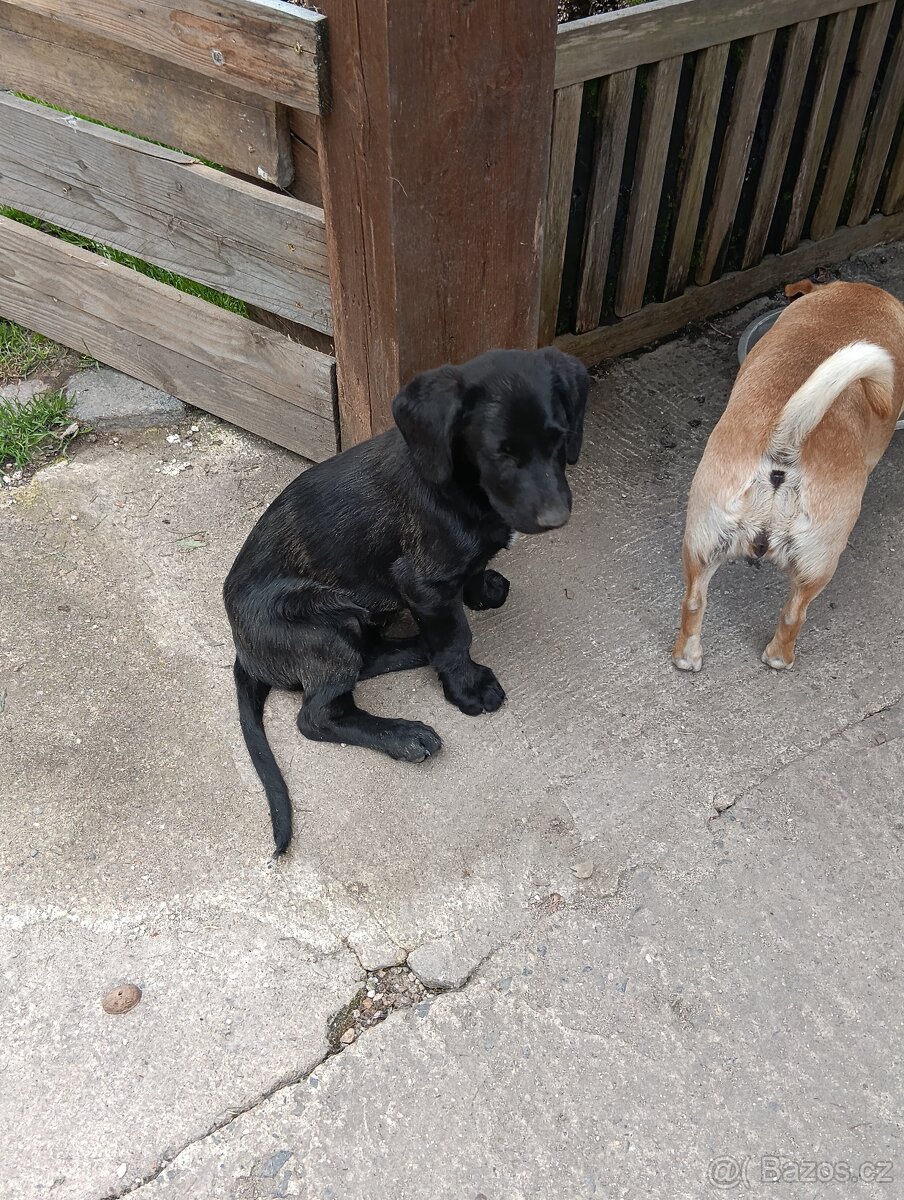 Štěňátka - 3