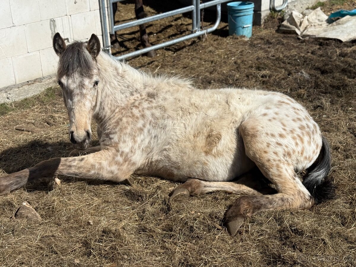 Appaloosa klisna 1 rok - 3
