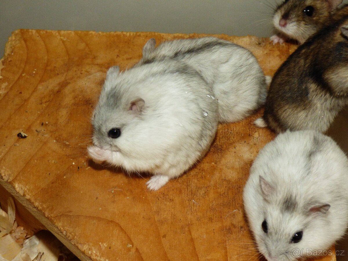 Křečík džungarský - 3