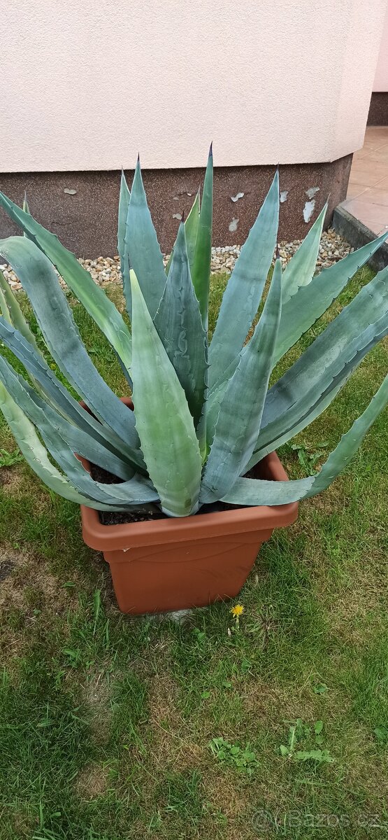 Agave - 3