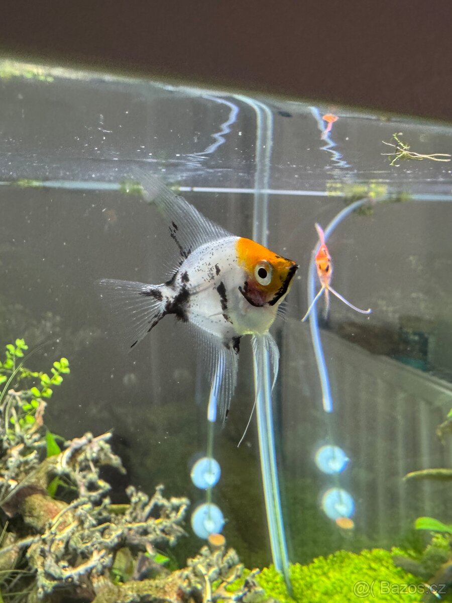 Skalár Koi Full Orange - 3