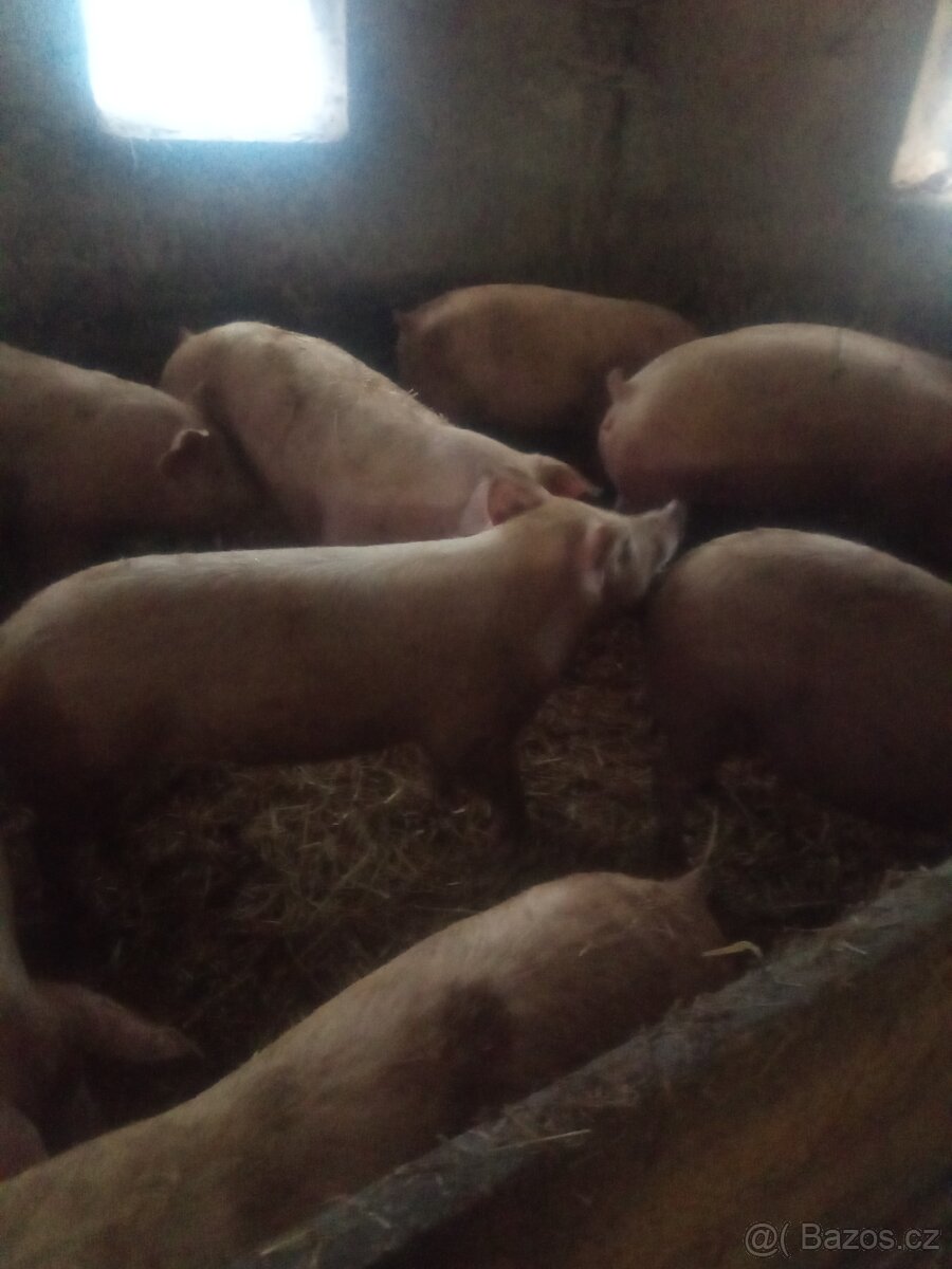 selata a prasata - 3