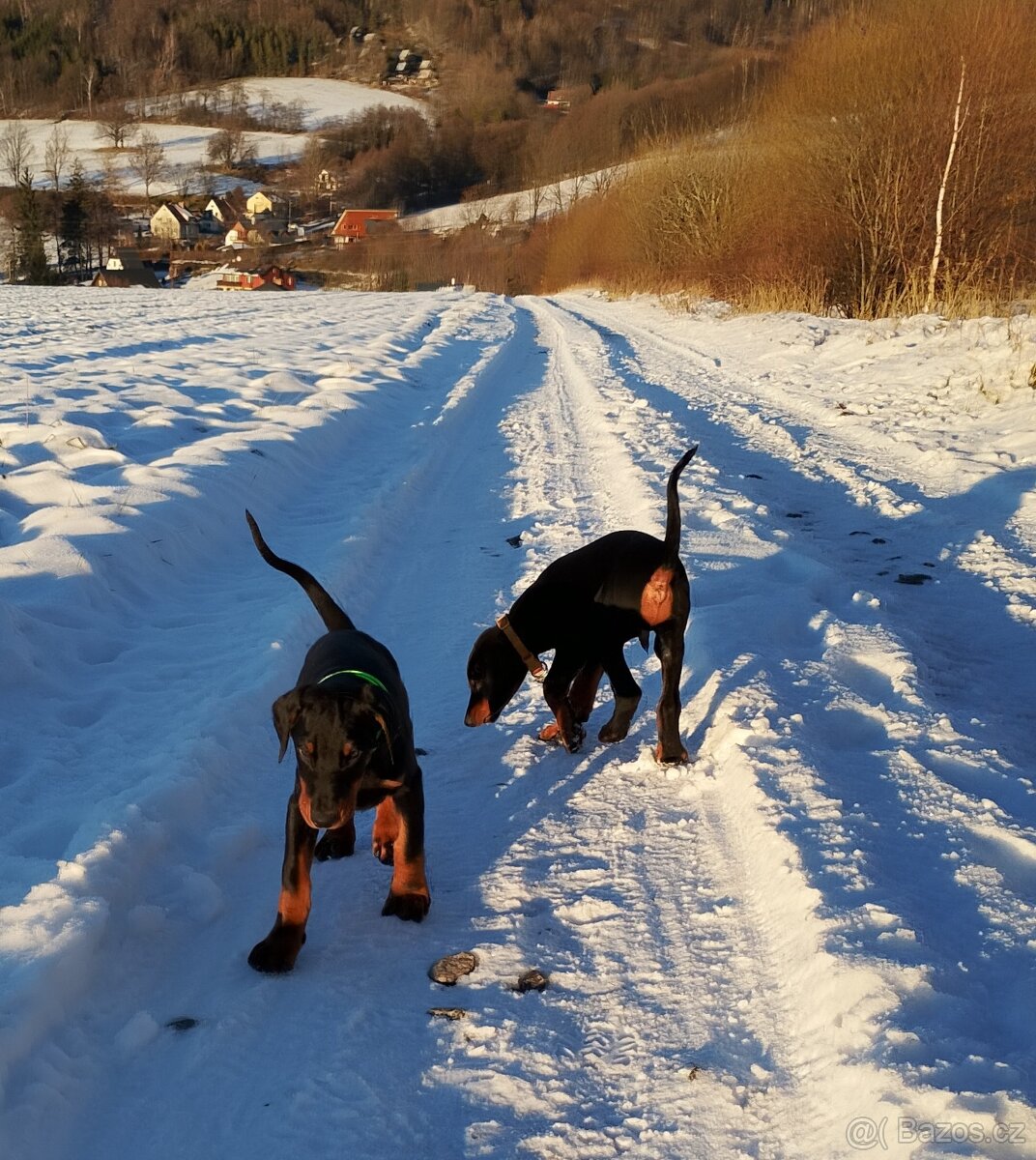 Dobrman štěňata s PP - 3