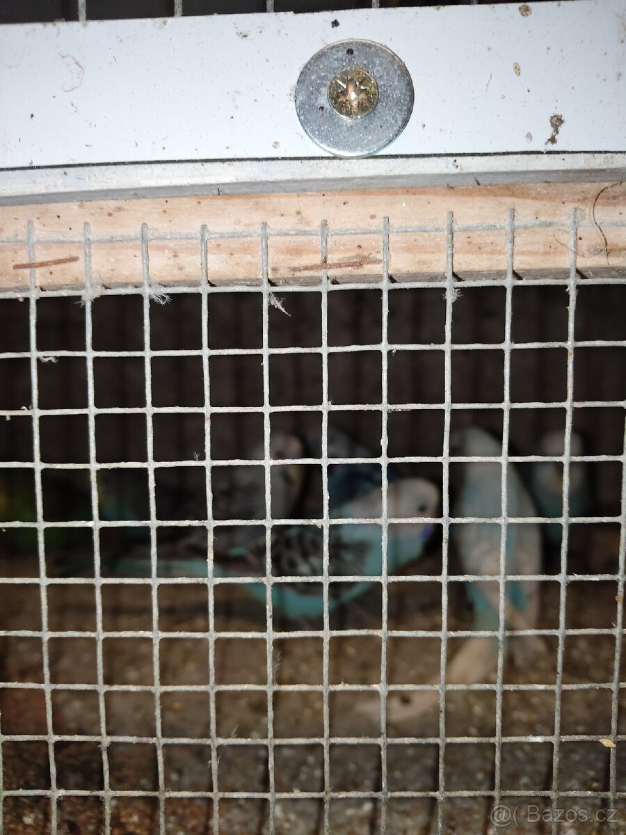 Andulky 739310328 - 3