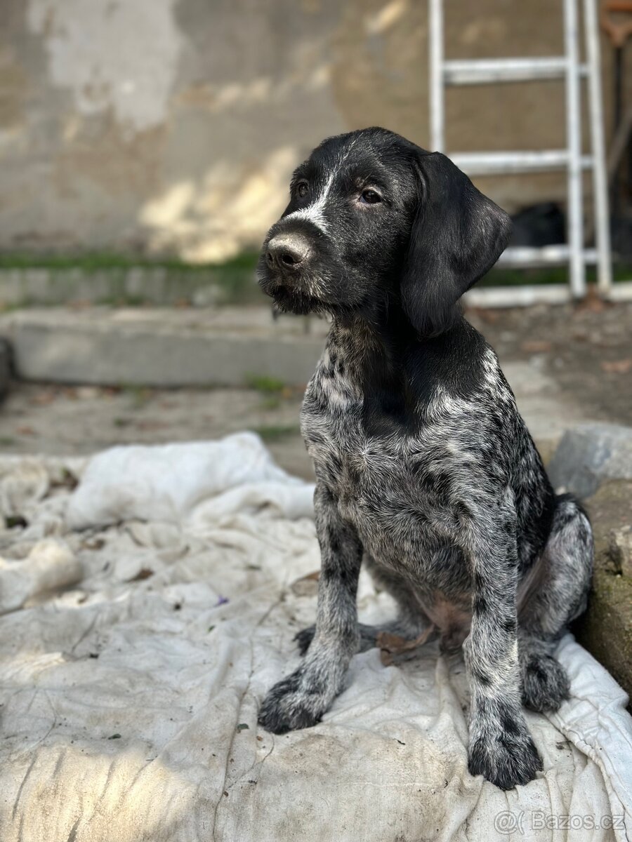 Německý drátosrstý ohař s PP - 3