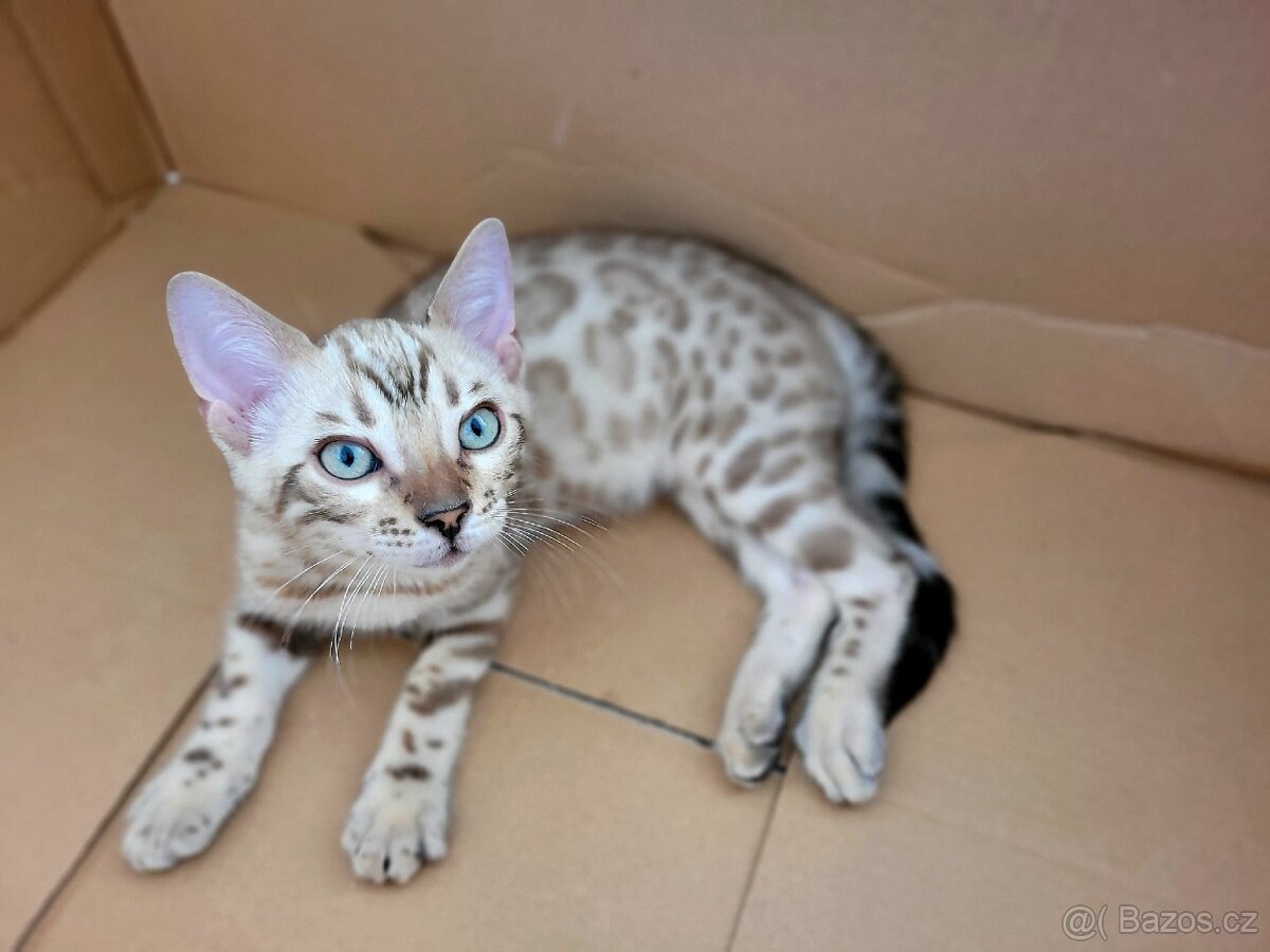 Bengálská kočka s PP - 3