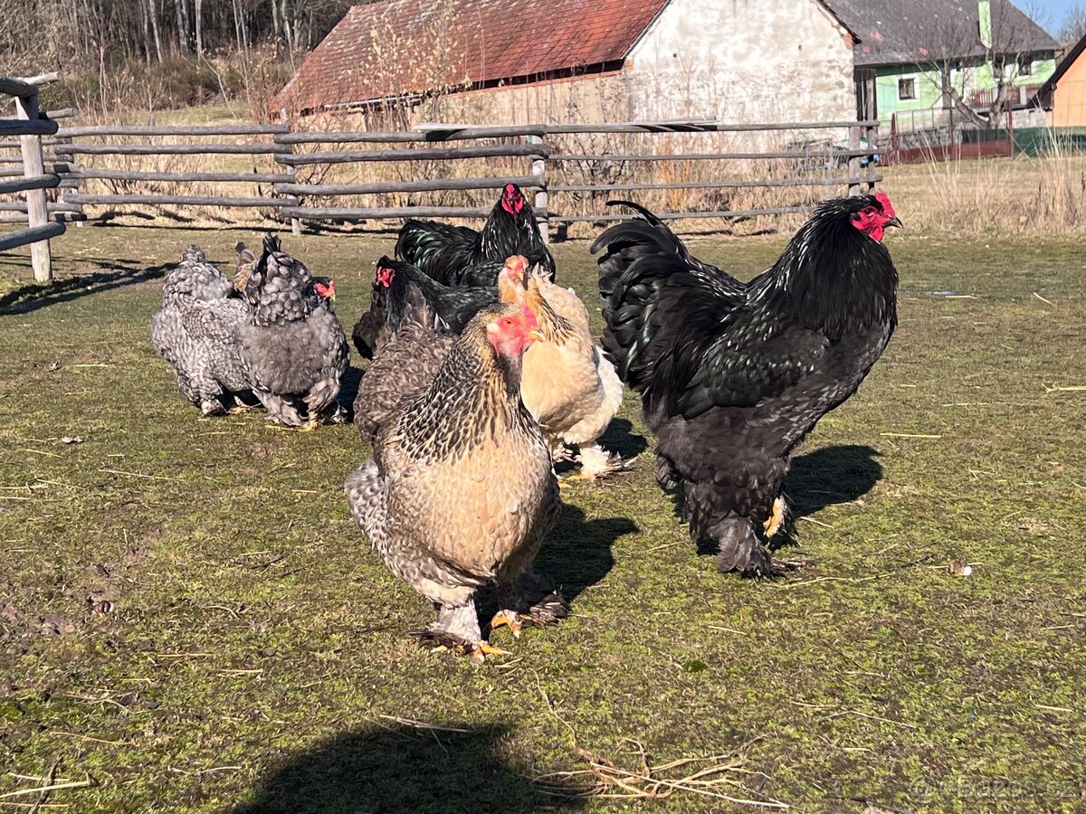 Brahmanka velka kmen 1+3 - 3