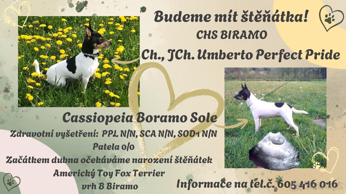 Americký Toy Fox Terriér s PP - 3