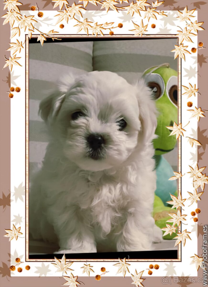 Maltézský psík s PP FCI - 3