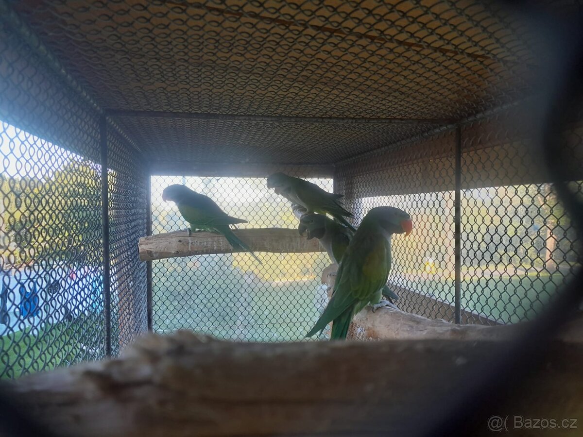 ALEXANDR ČÍNSKÝ - 3