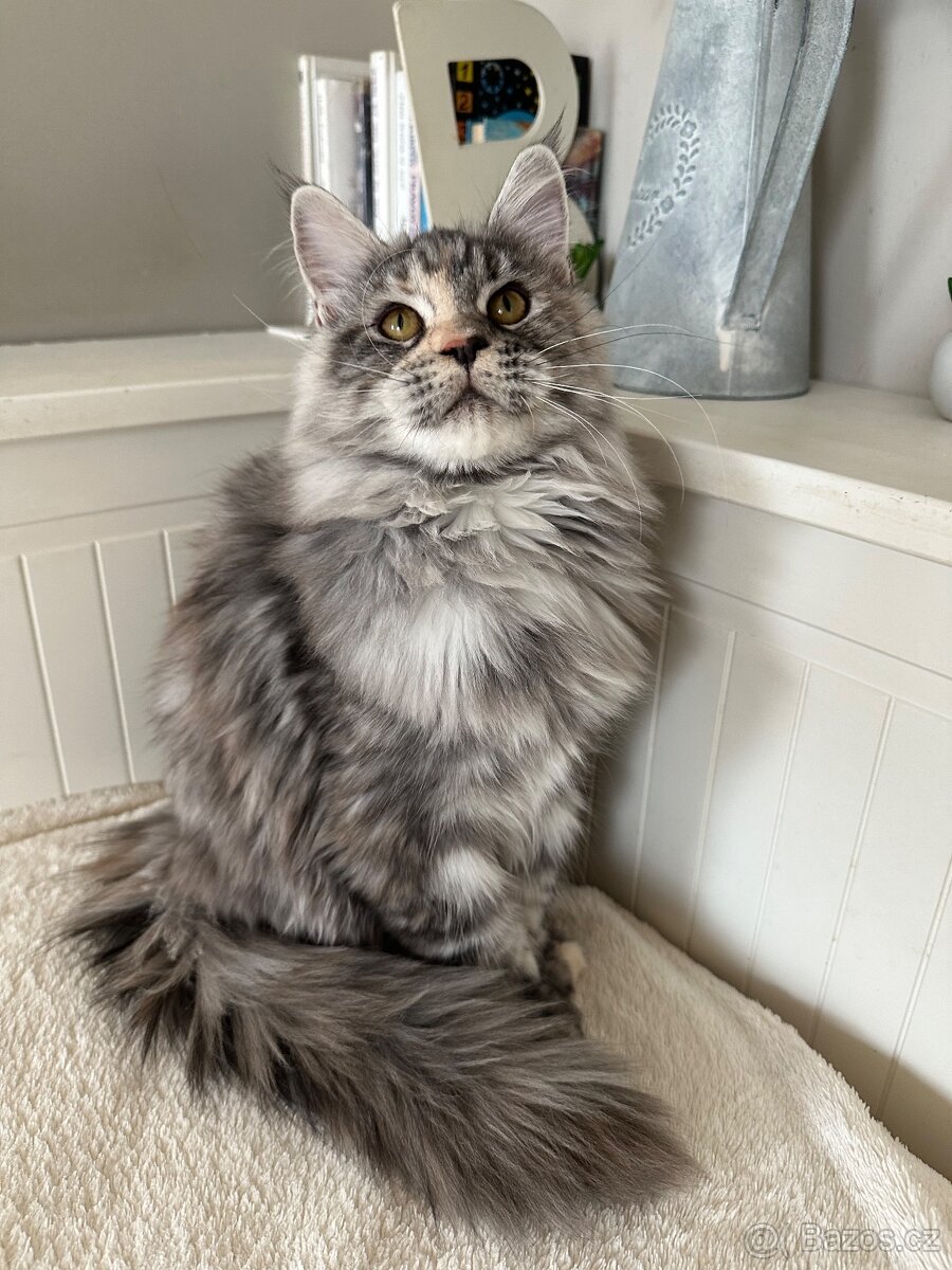 Mainská mývalí s pp - 3