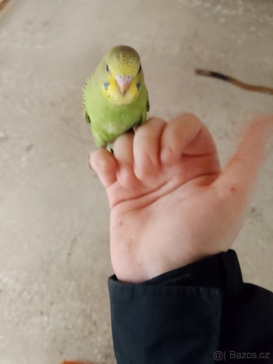 Prodám mladé andulky vlnkované - 3