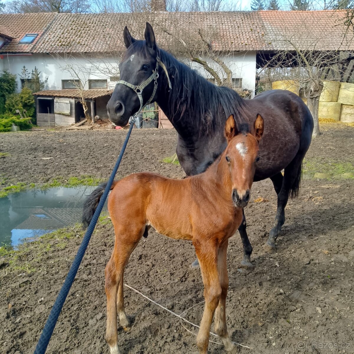 Jezdec, ošetřovatel koní, stájník - 3