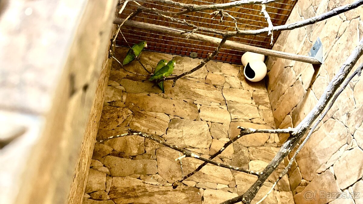 Papoušíček vrabčí a šedokřídlý. - 3