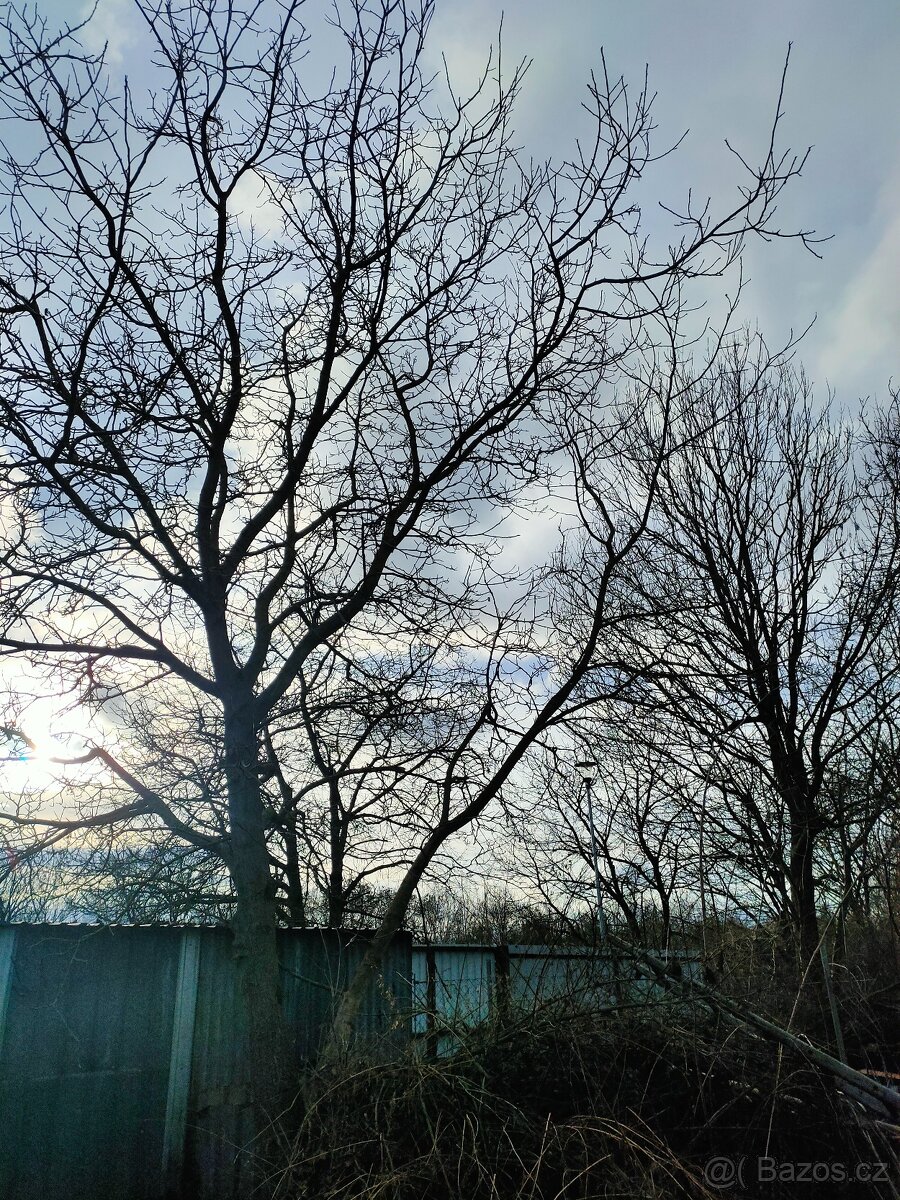 Dřevo zdarma za odvoz - 3