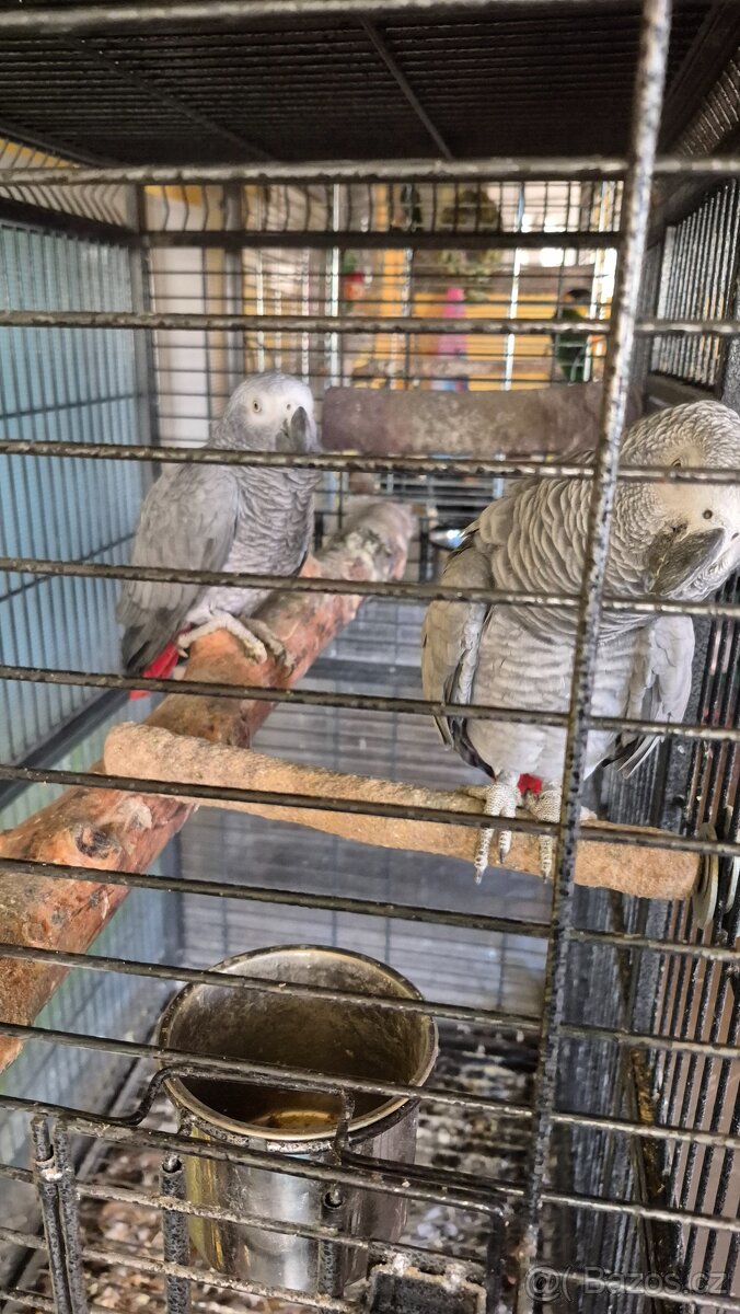 Žako šedý velký - 3