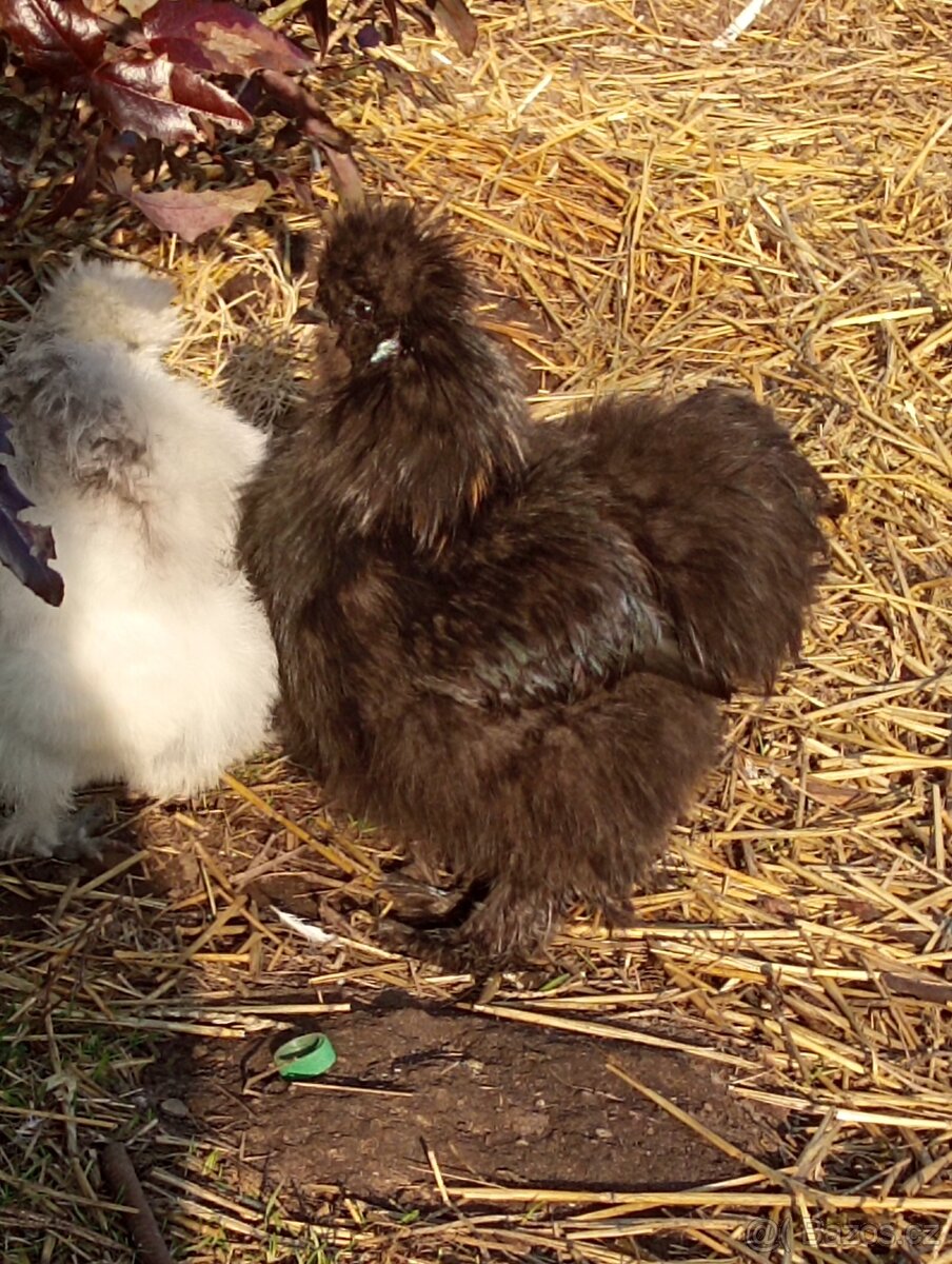 Kohoutek USA hedvabnicka - 3