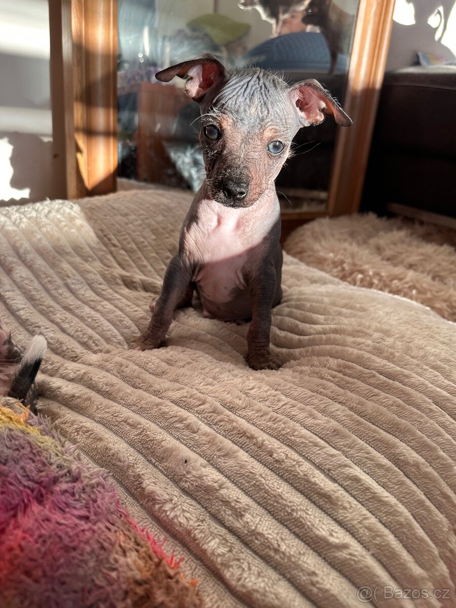 Hairless čivava - naháč - 3