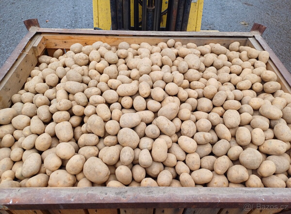 Konzumní brambory - 3