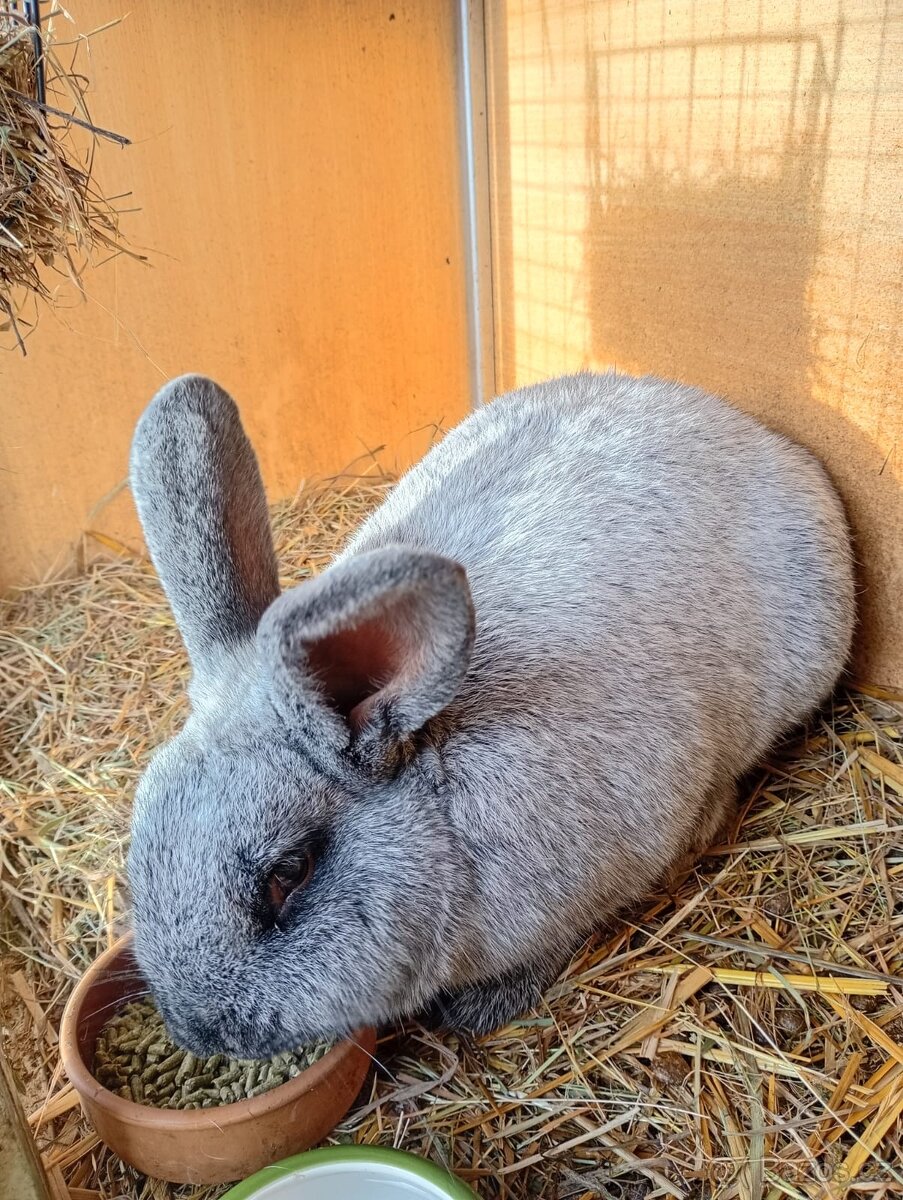 Velký světlý stříbřitý - 3