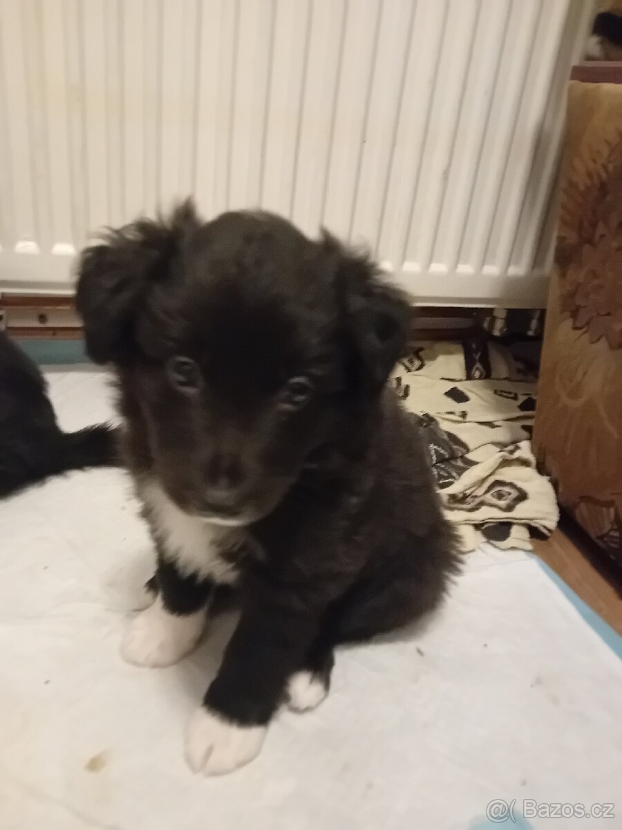 Border kolie bez PP - 3