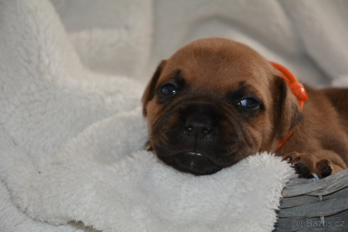 Stafordšírský bulterier - 3