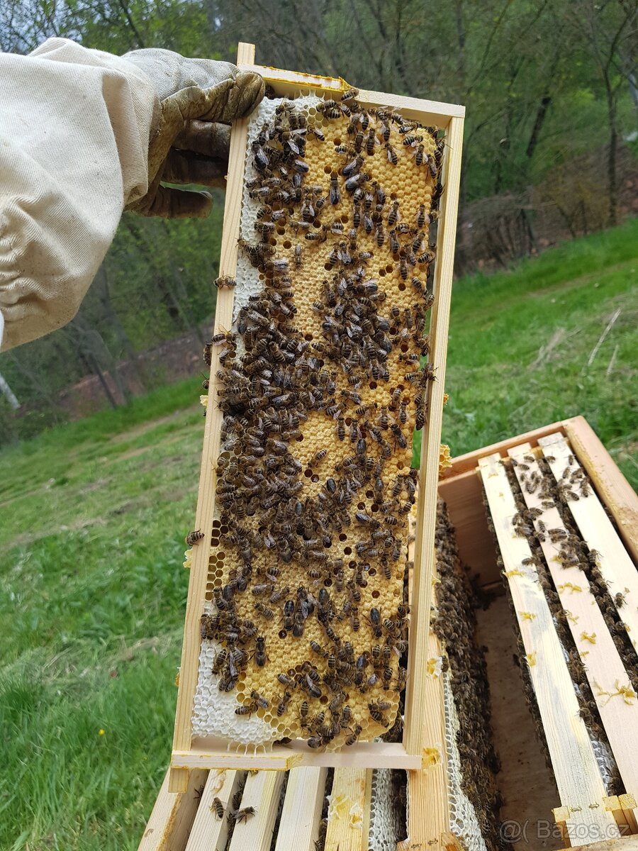 Včelí oddělky Langstroth 2/3, 6 rámků, 2026 - 3
