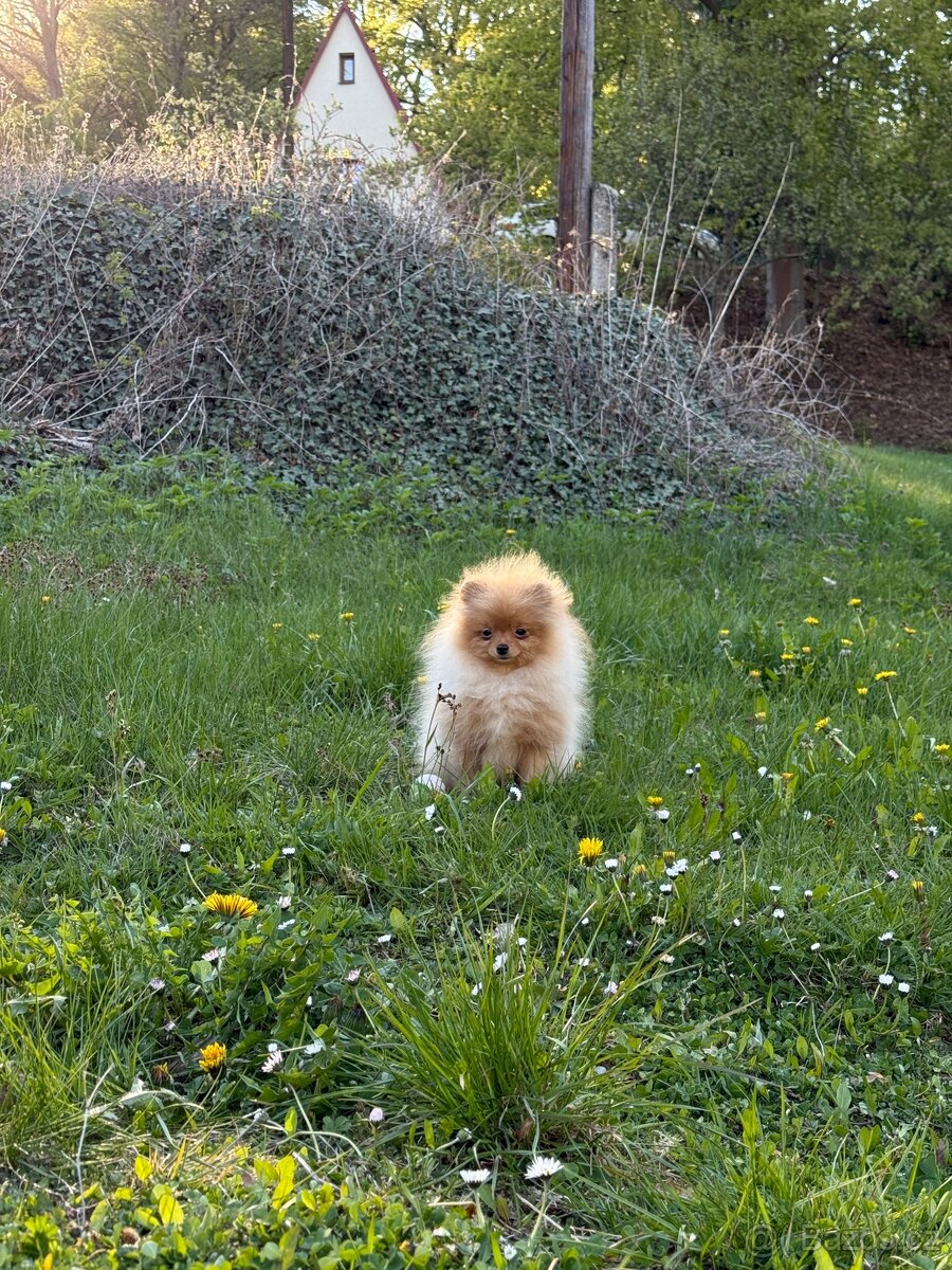 Pomeranian holčička - 3