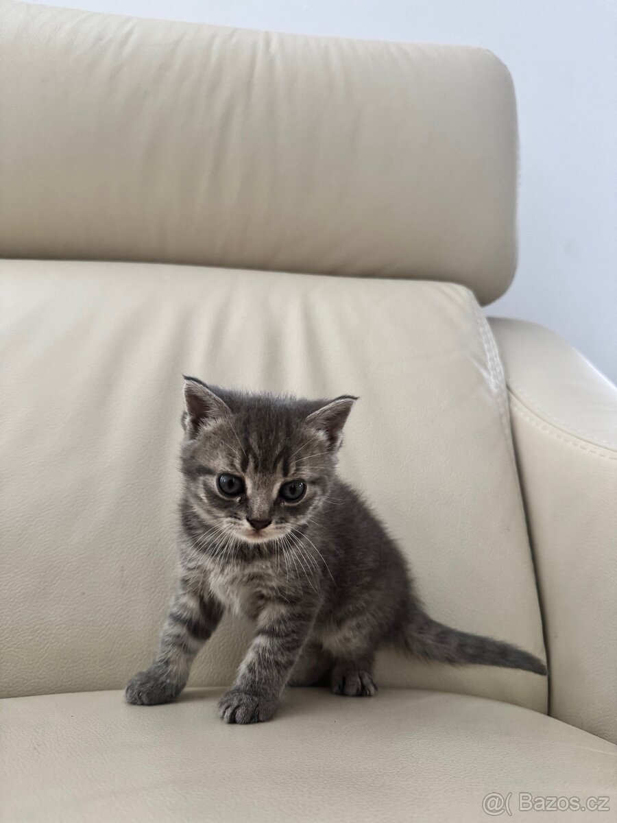 Na prodej 3 krásná koťátka – Britská modrá × Ragdoll - 3
