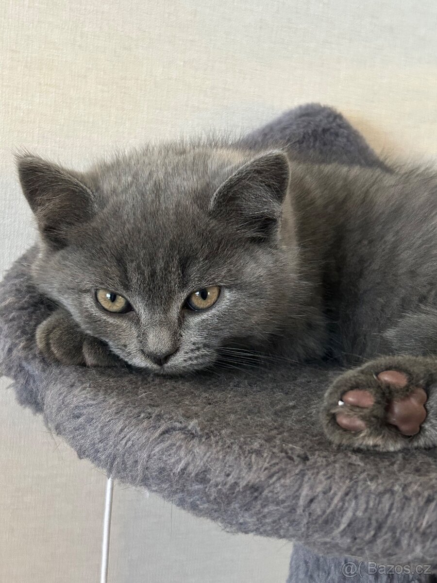 Britská koťátka - 3