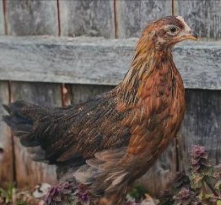 Slepice vlaška koroptví - 3