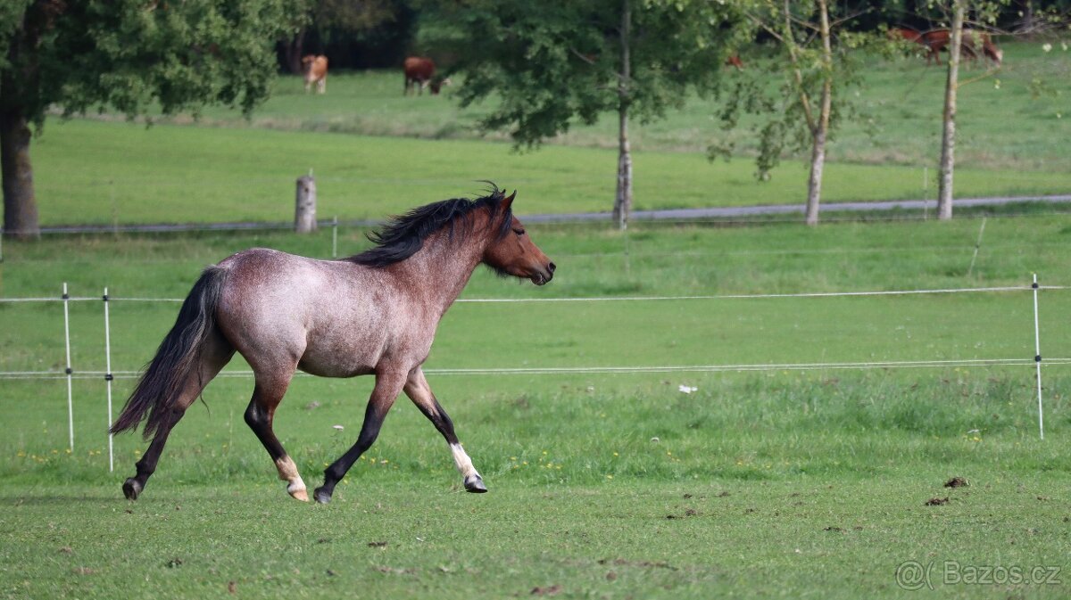 Welsh kobylka sekce B - 3