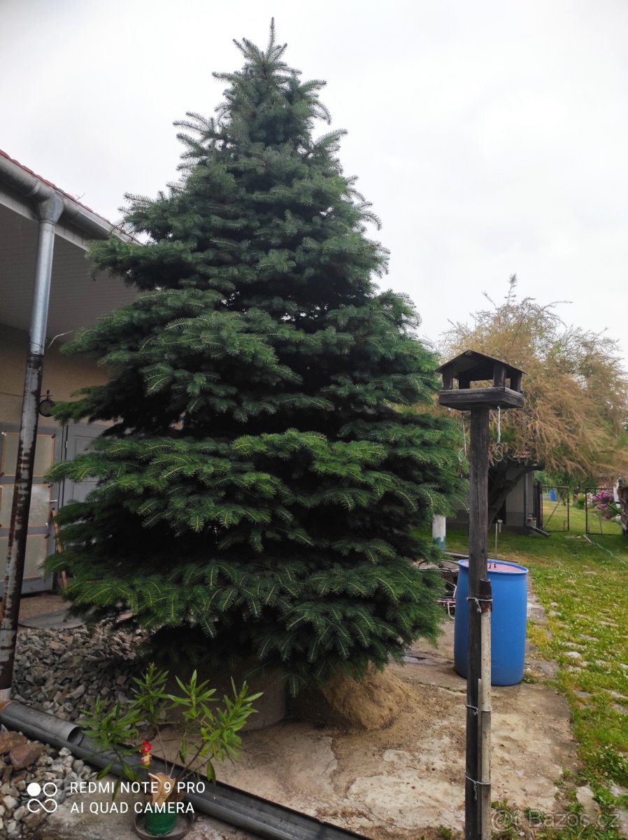 Smrk velka bonsai - 3