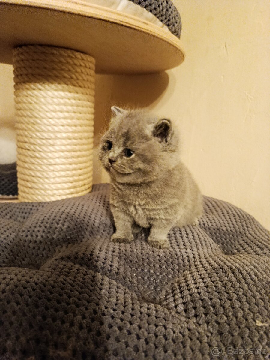 Britská krátkosrstá modrá s PP - 3