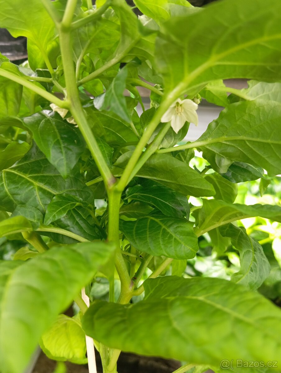 Chilli sazenice Plzeň - 3