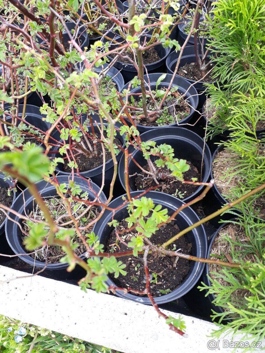 Rosa multiflora- růže drobnokveta - 3