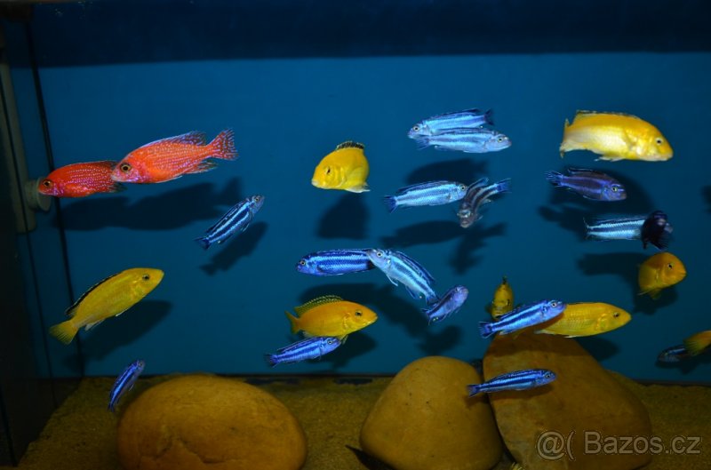 Tlamovci malawi + tanganika - 3